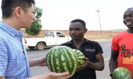 黑爆料吃瓜,娱乐圈吃瓜群众热议幕后真相