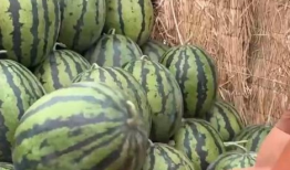 全国各地吃瓜爆料,各地吃瓜爆料大汇总